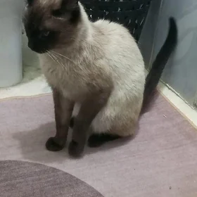 Сиамский кот