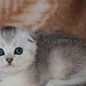 Шотландские котята Pişik