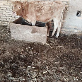 гунажын