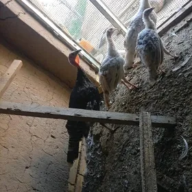 4.5ay bolup geçen induklar