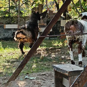 İşşek goýun goç