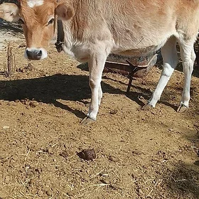 Tüwe