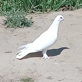 Kepderi