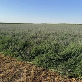 arassa yorunja ,yandak,  ot