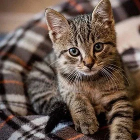 котята