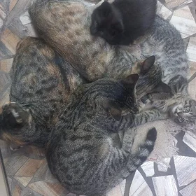 котёнок