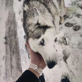 haski Хаски