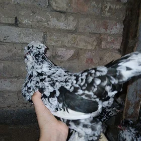 karlik