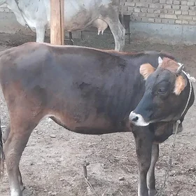 Tuwe 1njy garny 4aylyk bogaz