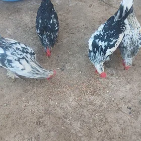 Yaponka horaz