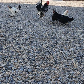 Karlik
