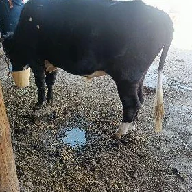ökiz