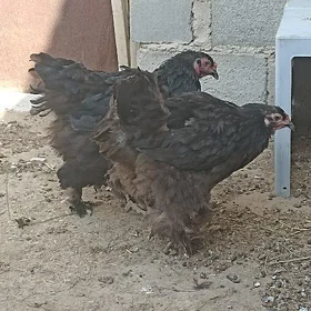Tawuk