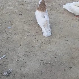 kepderi