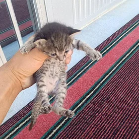 Pişik çaga