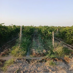 Üzüm gekdar