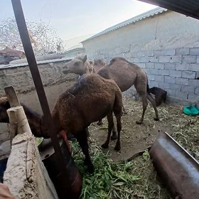 Owşuk