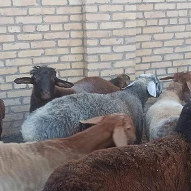 goçlar