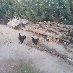 brama towuk