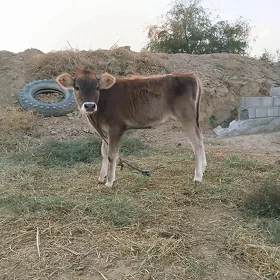 tuwe siwet tohum mal