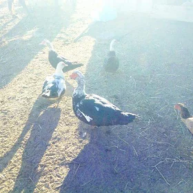 ördek