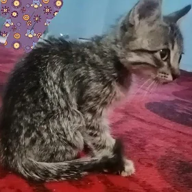 Котенок мальчик бесплатно