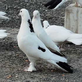 kepderi