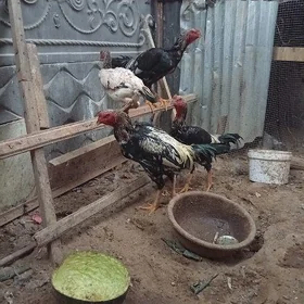 Baysow horaz