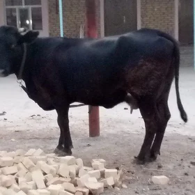 sagym sygyr