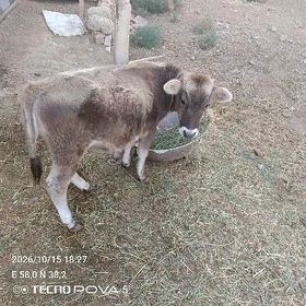 8 aýlyk Göle