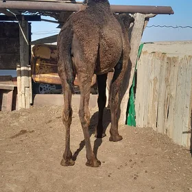 düye ogşuk