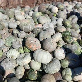 bal kadi