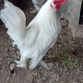 karlik