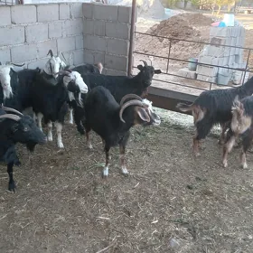 Geçi