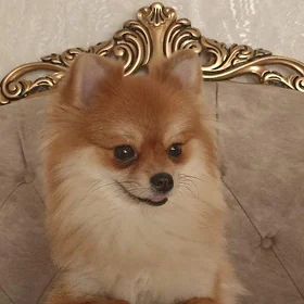 шпиц