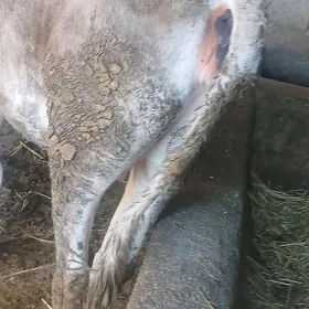 tüwe bakylan