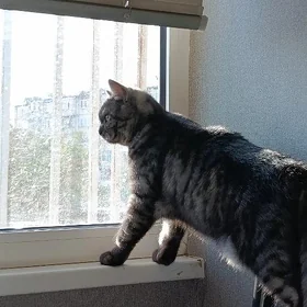 Кот породистый