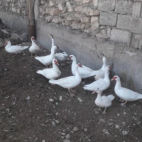 ordek indautga