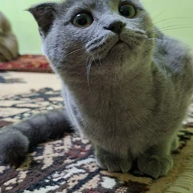 вислоуха