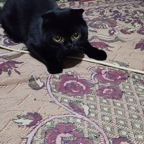 кот