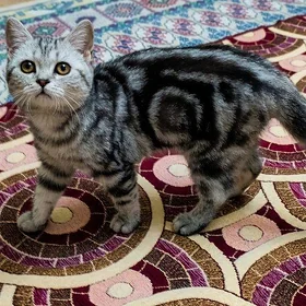 Британская кошечка