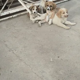 9
ÖY GÜJÜKLERİ
