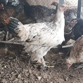 Towuk Brama dwoyka towuk