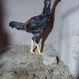 horaz