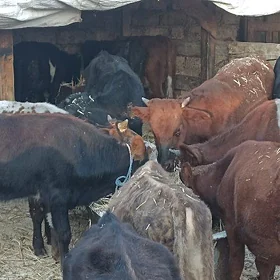 öküzçe tüwe öküz göle