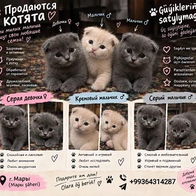 Котята