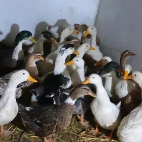ordek утка ördek.