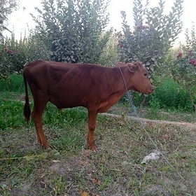 okuzçe