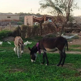 Eşekli kürre