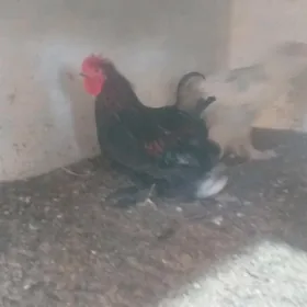 yaponcik